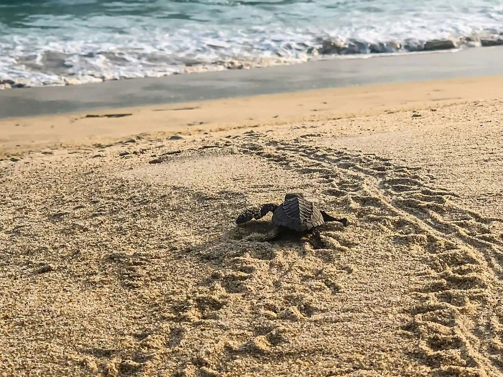 Turtles on Galgibag Beach - South Goa