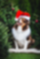 IMG_1532.png