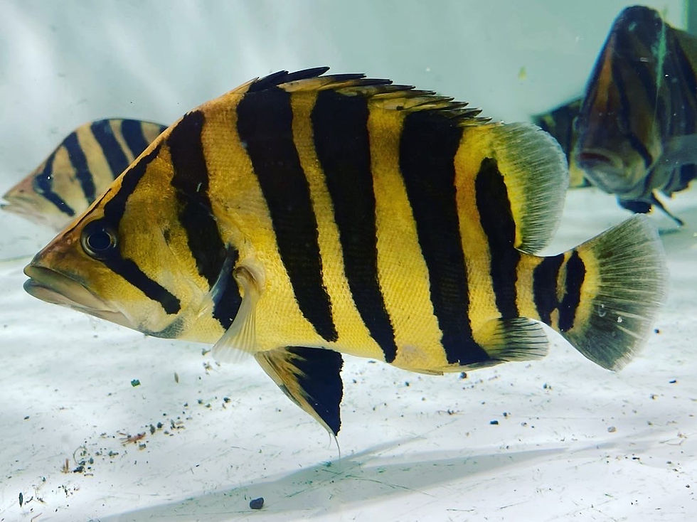 サムネイル： ダトニオプラスワン ±30cm