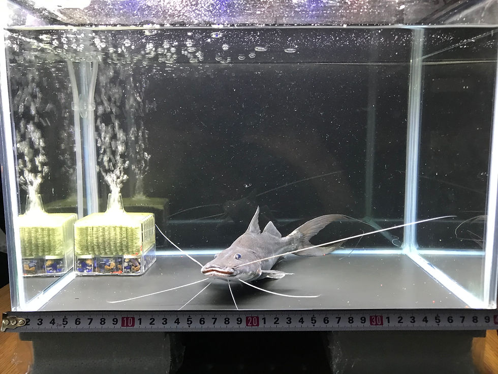 サムネイル： ピラムターバ