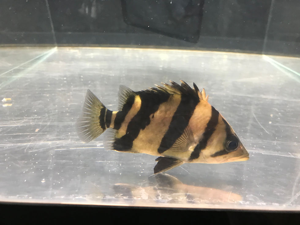 サムネイル： ダトニオ リアルバンド ±15cm