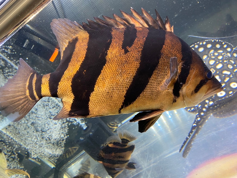 サムネイル： ダトニオ リアルバンド ±36cm