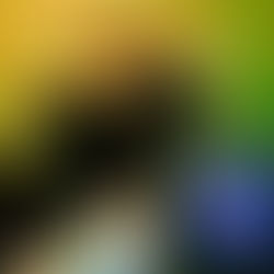 O Norte celebra: tradição e emoção em Parintins