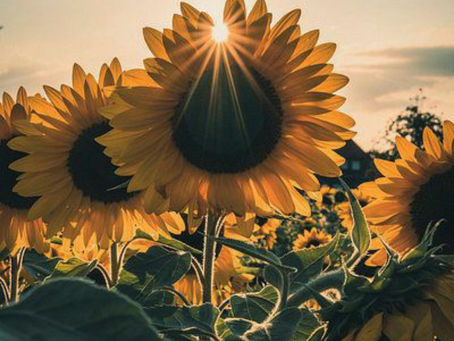 💛 Flor do sol