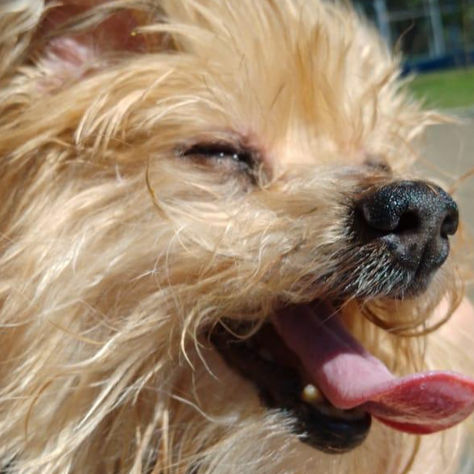 Doenças articulares em pets idosos: Como reconhecer e tratar?