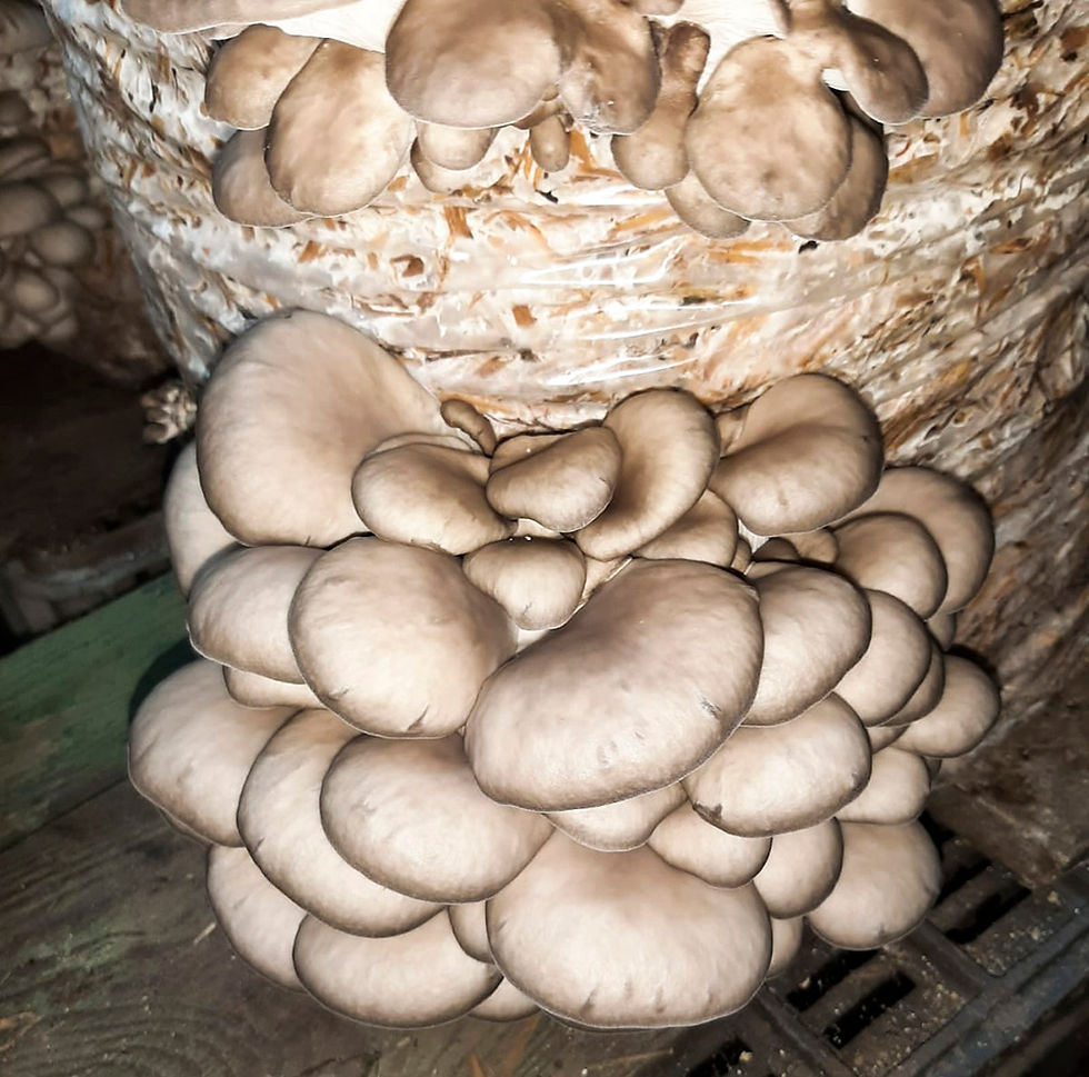 Thumbnail: Ciuperci pleurotus - Ciupercăria Birtolom