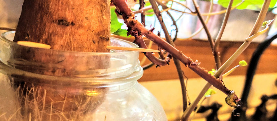 Grow A Sweet Potato as A Houseplant