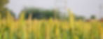 Millets.jpg