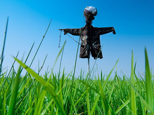 The Ministerial Code: a scarecrow of the law?
