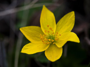 Anemones of the People