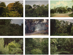 (Un)natural Archives: Botanical Gardens, Photography, and Postcards