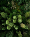 Arbre