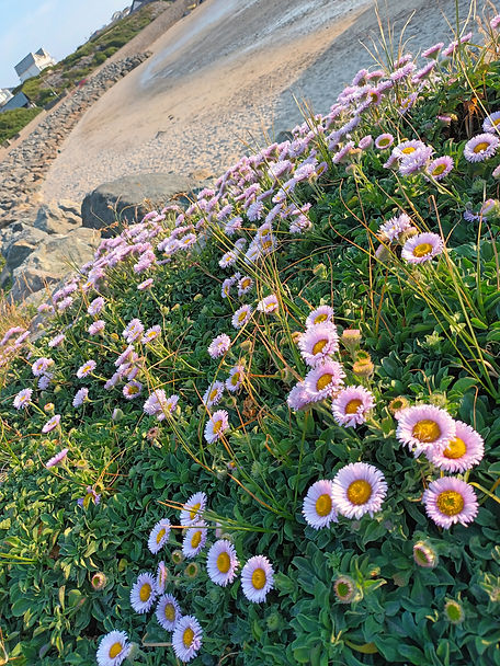 anglesey beach flowers.jpg