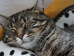 A cat sleeping on a polka dot blanket.
