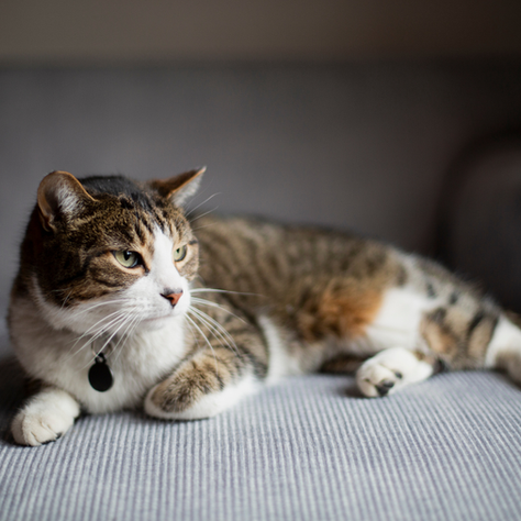 CKD and Your Cat: How GUT+ Supports Appetite and Kidney Health