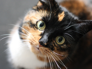 Comparing cat supplements? Look at real formula differences, the evidence, the person behind the brand and what each Dr Bec product is designed to support.