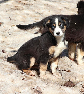 Australian Shepherd puppy for sale