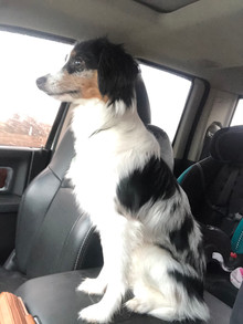 Rocket @ 7 months old
