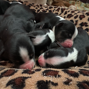 Australian Shepherd puppies for sale