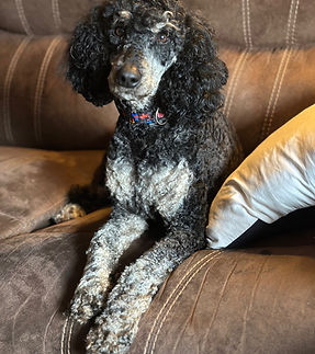 poodle stud