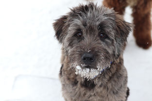 aussiedoodle puppy for sale