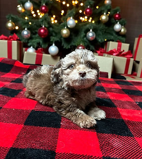 toy aussiedoodle puppy for sale