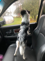 Rocket @ 7 months old