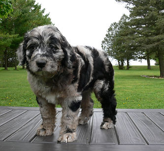 Blue Merle Puppy
