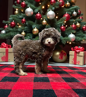 toy aussiedoodle puppy for sale