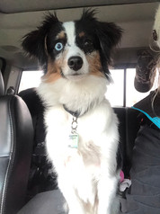 Rocket @ 7 months old