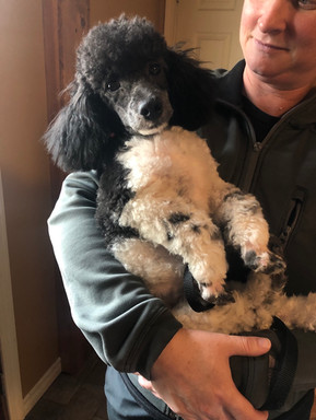 Tux after his groom @ 7 months old