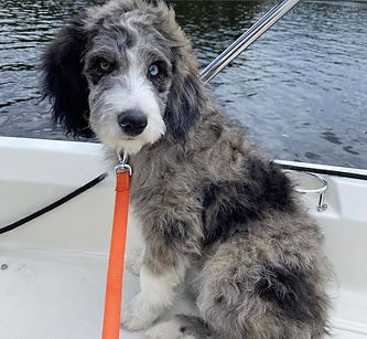 Blue Merle Tuxedo puppy