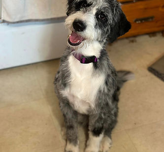 Blue Merle tuxedo