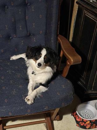 toy australian shepherd