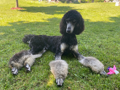 Norman @ 9 months
