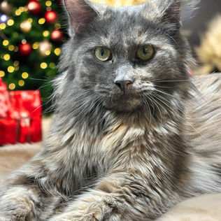 Maine coon kitten for sale