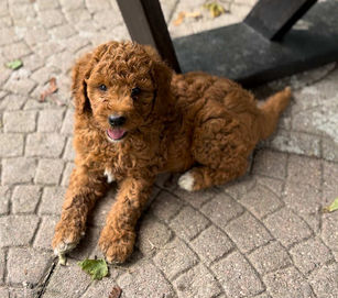 aussiedoodle puppy for sale