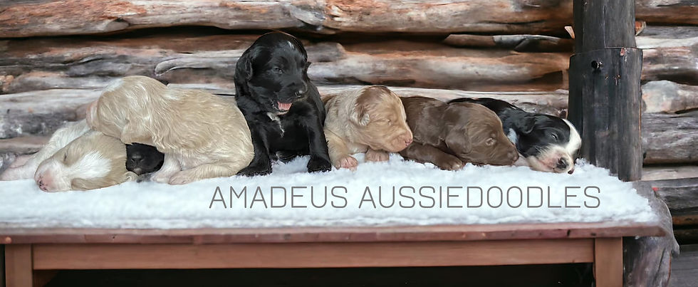 aussiedoodle puppies breeder