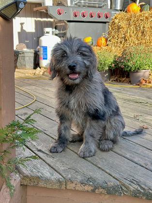 aussiedoodle puppy for sale