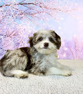 toy aussiedoodle puppy for sale