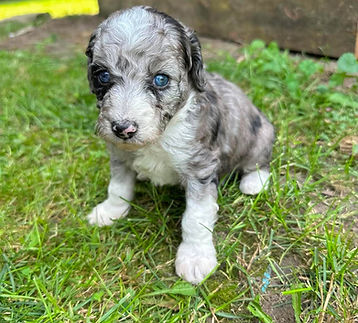 aussiedoodle puppy for sale