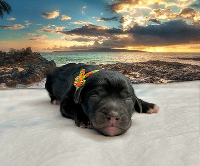 Aussiedoodle puppy for sale