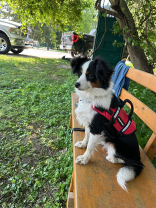 toy australian shepherd