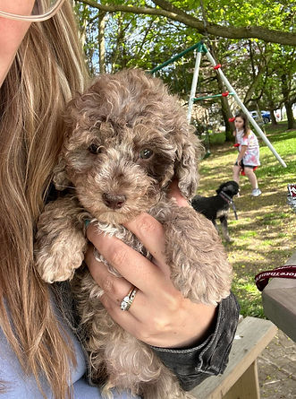 bichonpoo puppy for sale