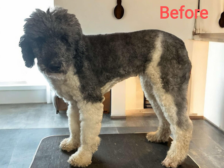 Nora, the standard poodle, had a spa day today. Is she Pregnant?