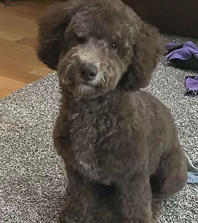 miniature poodle