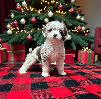 toy aussiedoodle puppy for sale