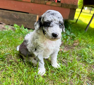 aussiedoodle puppy available for sale