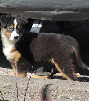 Australian Shepherd puppy for sale