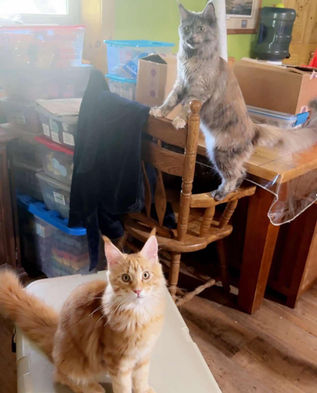 Maine coon kitten for sale